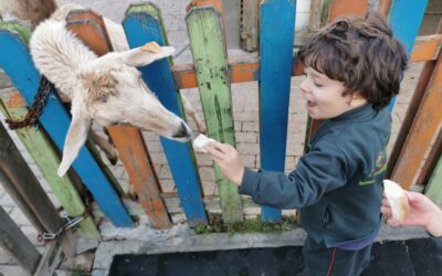 Fomos alimentar os animais – jardim-de-infância